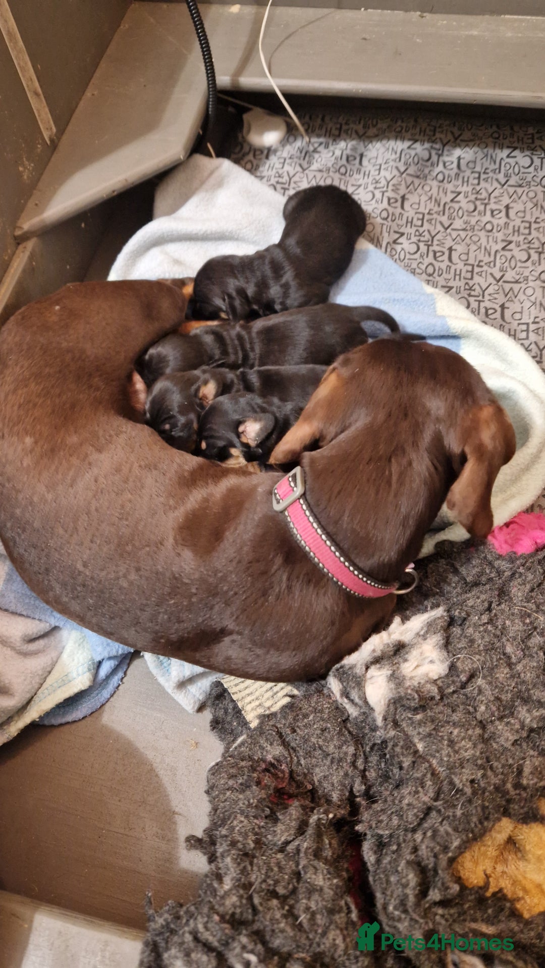 Miniature Dachshund dogs for sale: KC smooth hair miniature dachshound puppies - Advert 5
