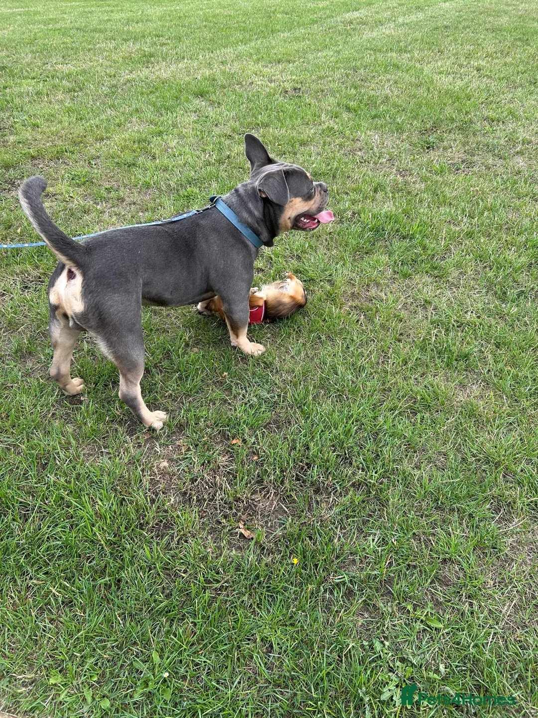 American Bull Staffy dogs for stud: Bruno - Advert 4