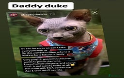 Sphynx cats for sale: Luna - August ready kitty’s in need of loving homes - Image 9