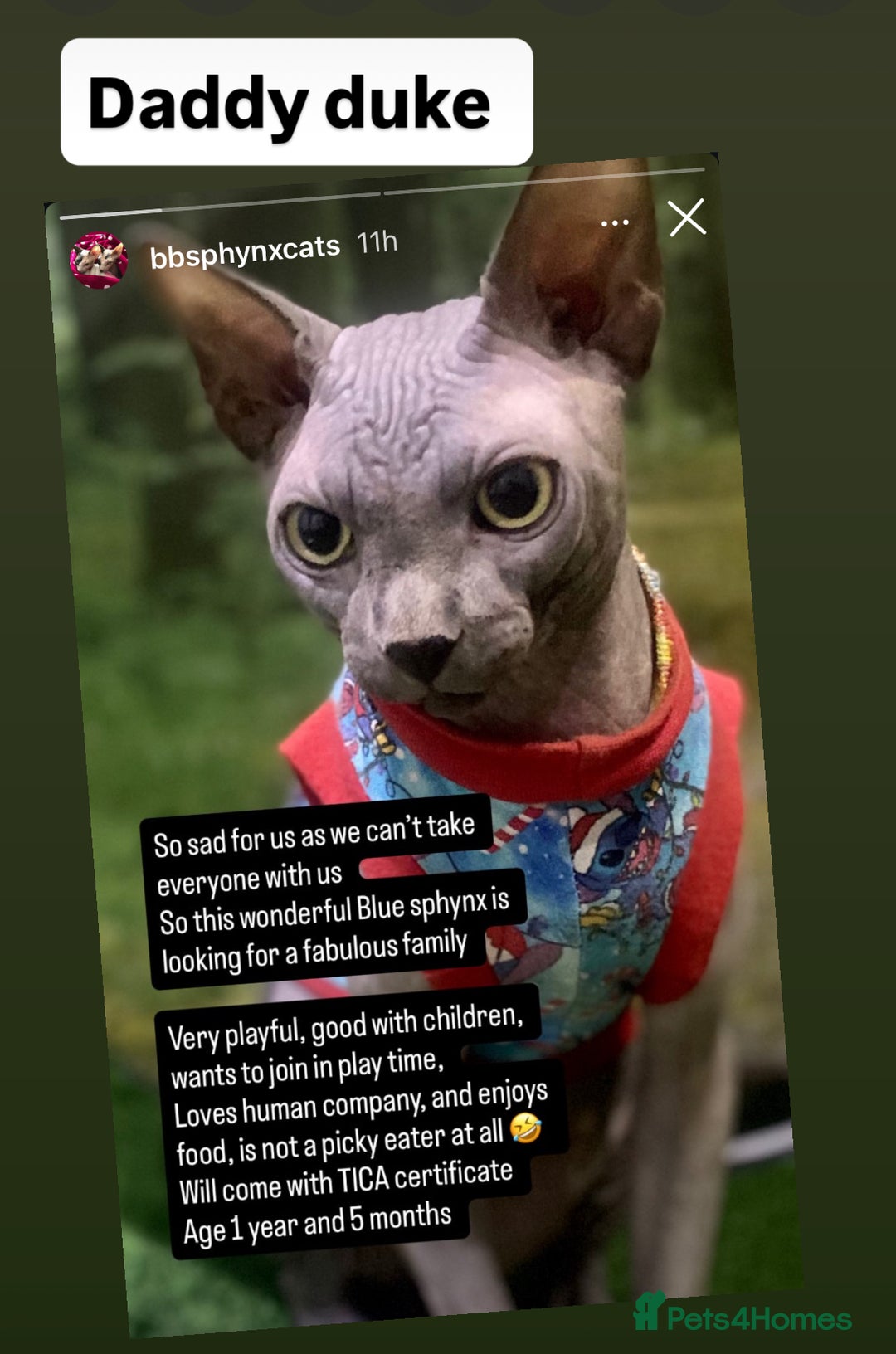 Sphynx cats for sale: Luna - August ready kitty’s in need of loving homes - Image 9