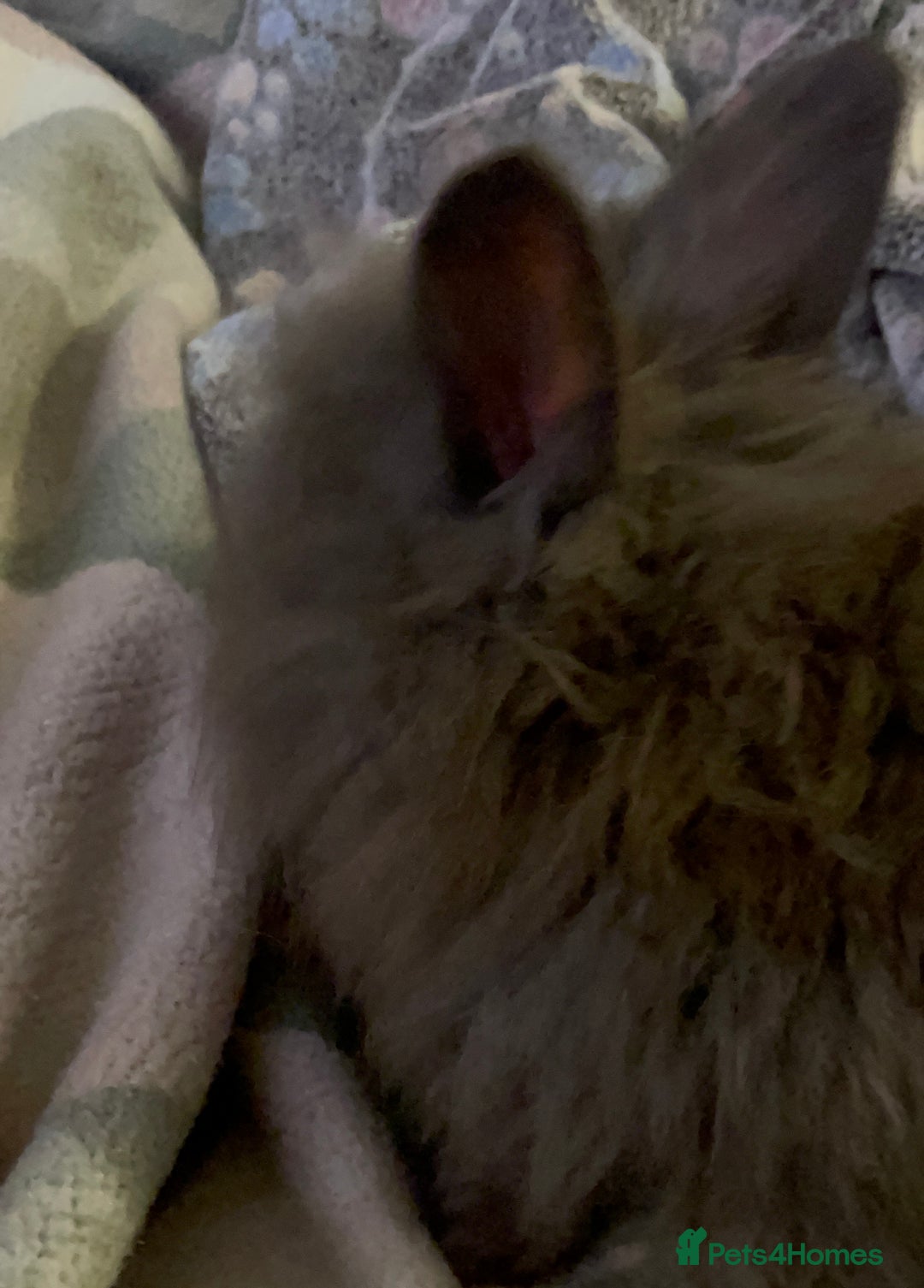 Lionhead rabbits for sale: bunnies - Advert 27