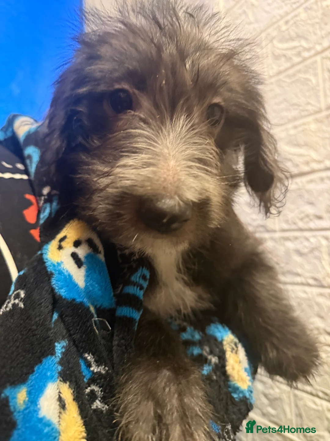 Mixed Breed dogs for sale: 6 Australian Shepherd X Springer x terrier puppies - Advert 9