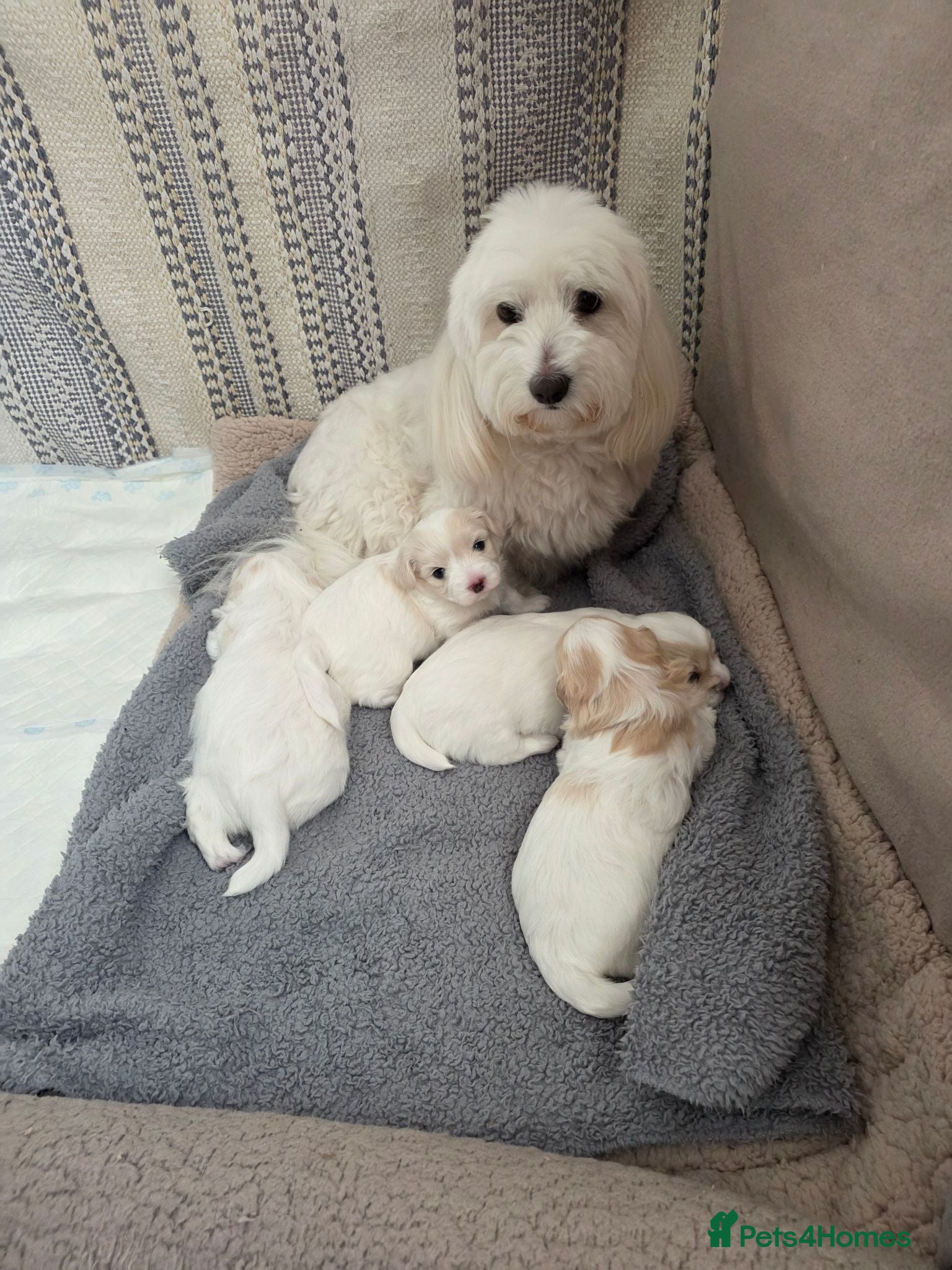 Coton De Tulear dogs Gorgeous Coton de Tulear puppies KC registered - Advert 2