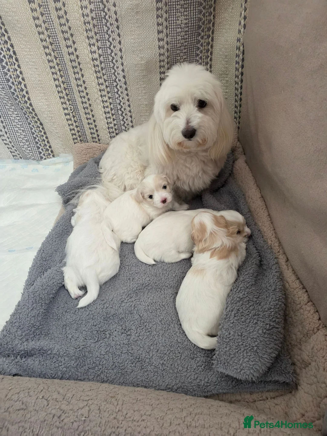 Coton De Tulear dogs for sale: Gorgeous Coton de Tulear puppies KC registered - Advert 2