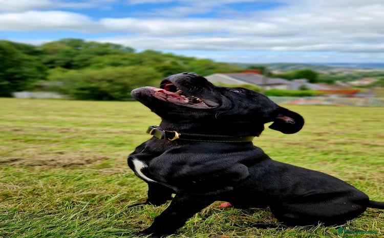 Staffordshire Bull Terrier dogs in Swansea - Advert 8