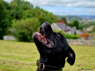 Staffordshire Bull Terrier dogs in Swansea - Advert 6