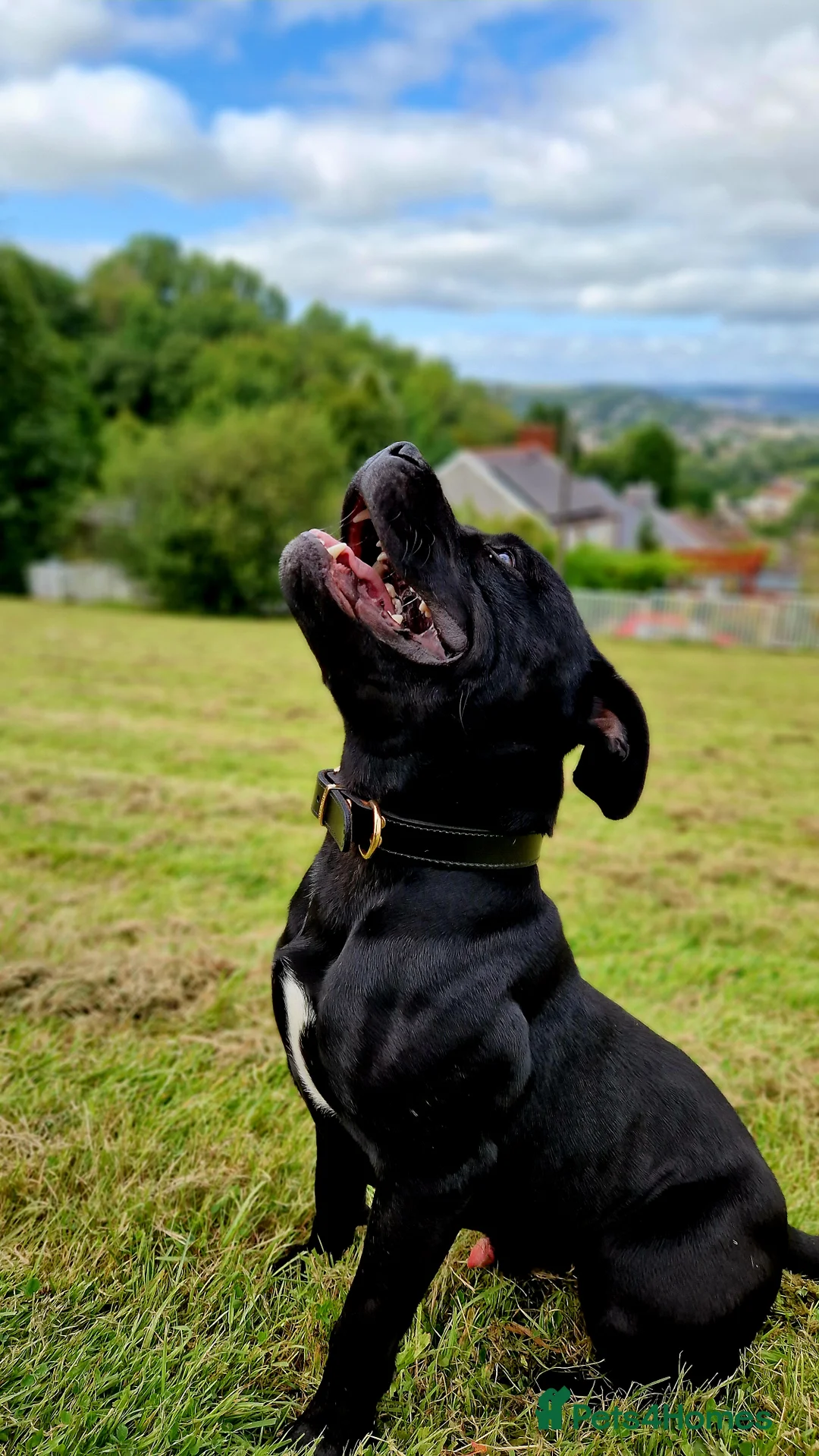 Staffordshire Bull Terrier dogs for stud: PROVEN Black bloodlines in the UK.  in Swansea - Advert 1