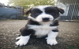 Border Collie dogs for sale: Beautiful Fluffy Collie Puppies  - Image 5