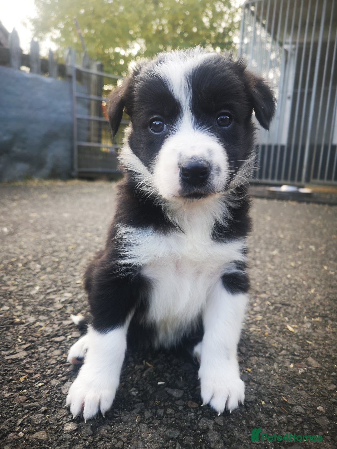Border Collie dogs for sale: Beautiful Fluffy Collie Puppies  - Image 5