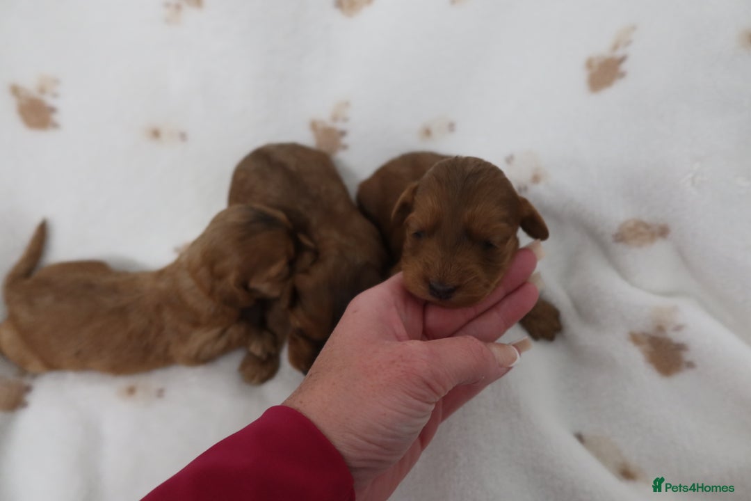Cockapoo dogs for sale: 8 F1 Cockapoos available  - Advert 6