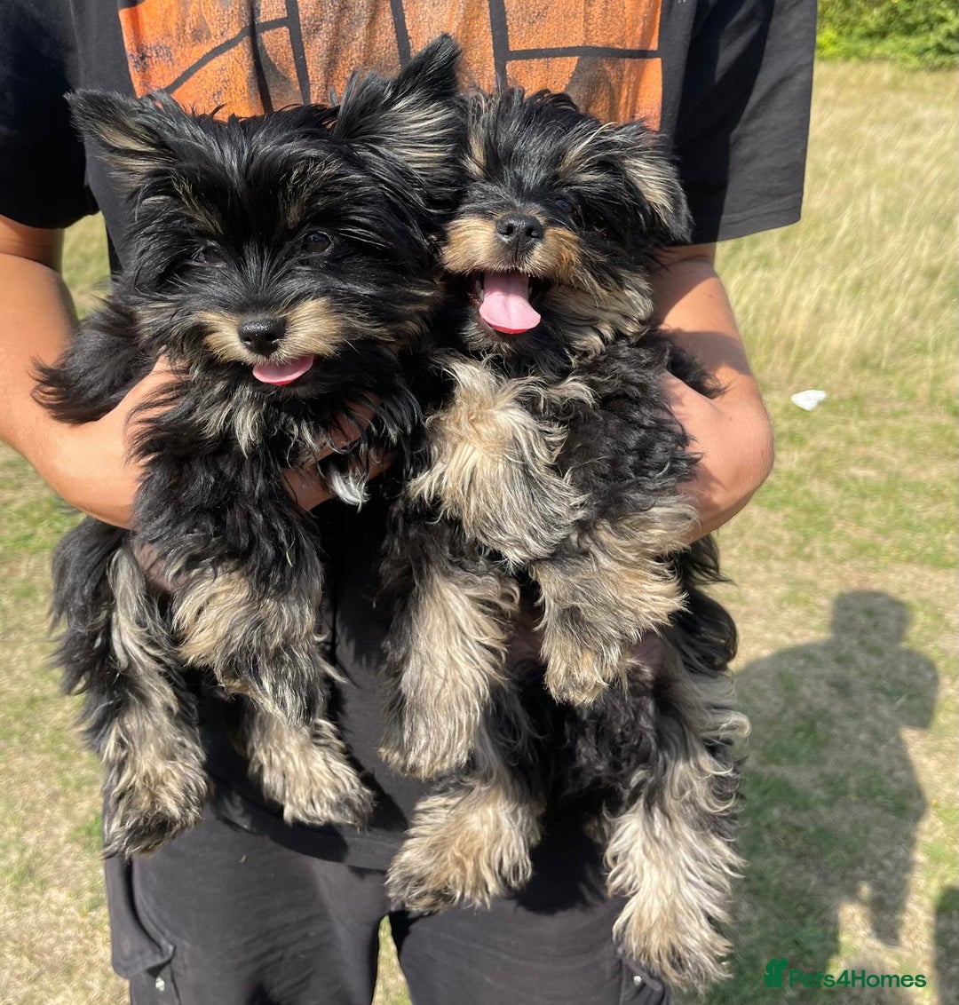 Biewer Terrier dogs for sale: 4 Black and tan Terrier pups, chipped & vaccinated - Image 8