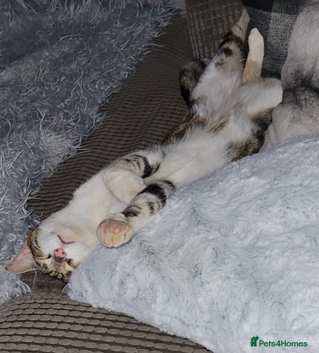 British Shorthair cats for sale: Loving home for lilly - free - Advert 1