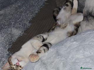 British Shorthair cats Loving home for lilly - free - Advert 5