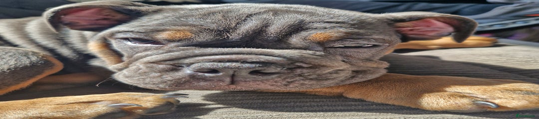 English Bulldog Puppy 1