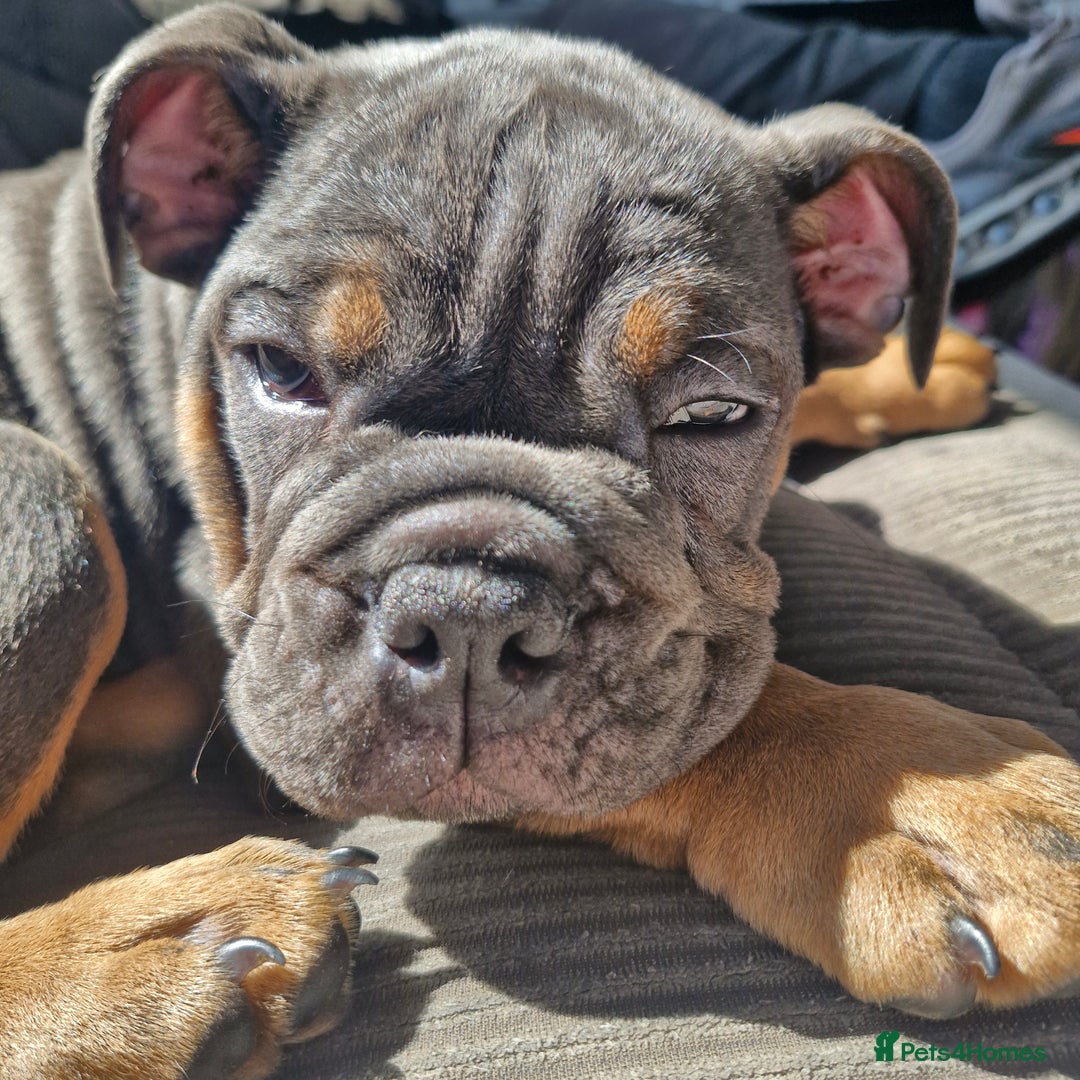 English Bulldog dogs for sale: English Bulldogs excellent pedigree - Image 1