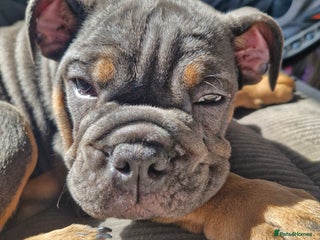 English Bulldog dogs - Advert 13