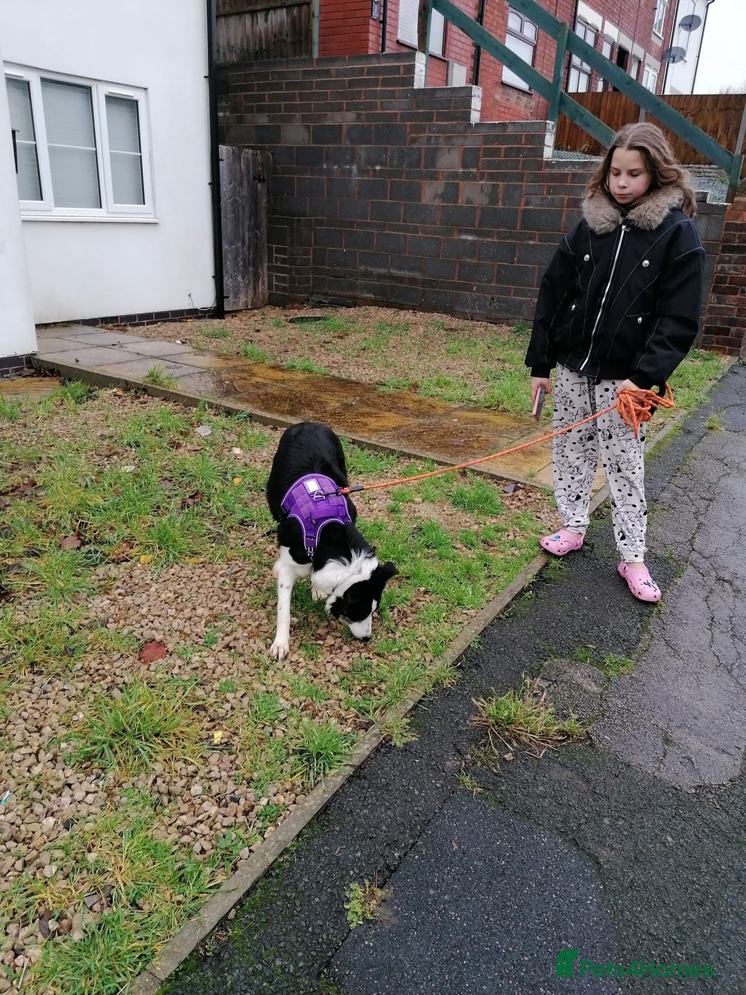 Border Collie dogs for adoption: ❤️Millie fabulous  18-month-old Border Collie ❤️ - Advert 8