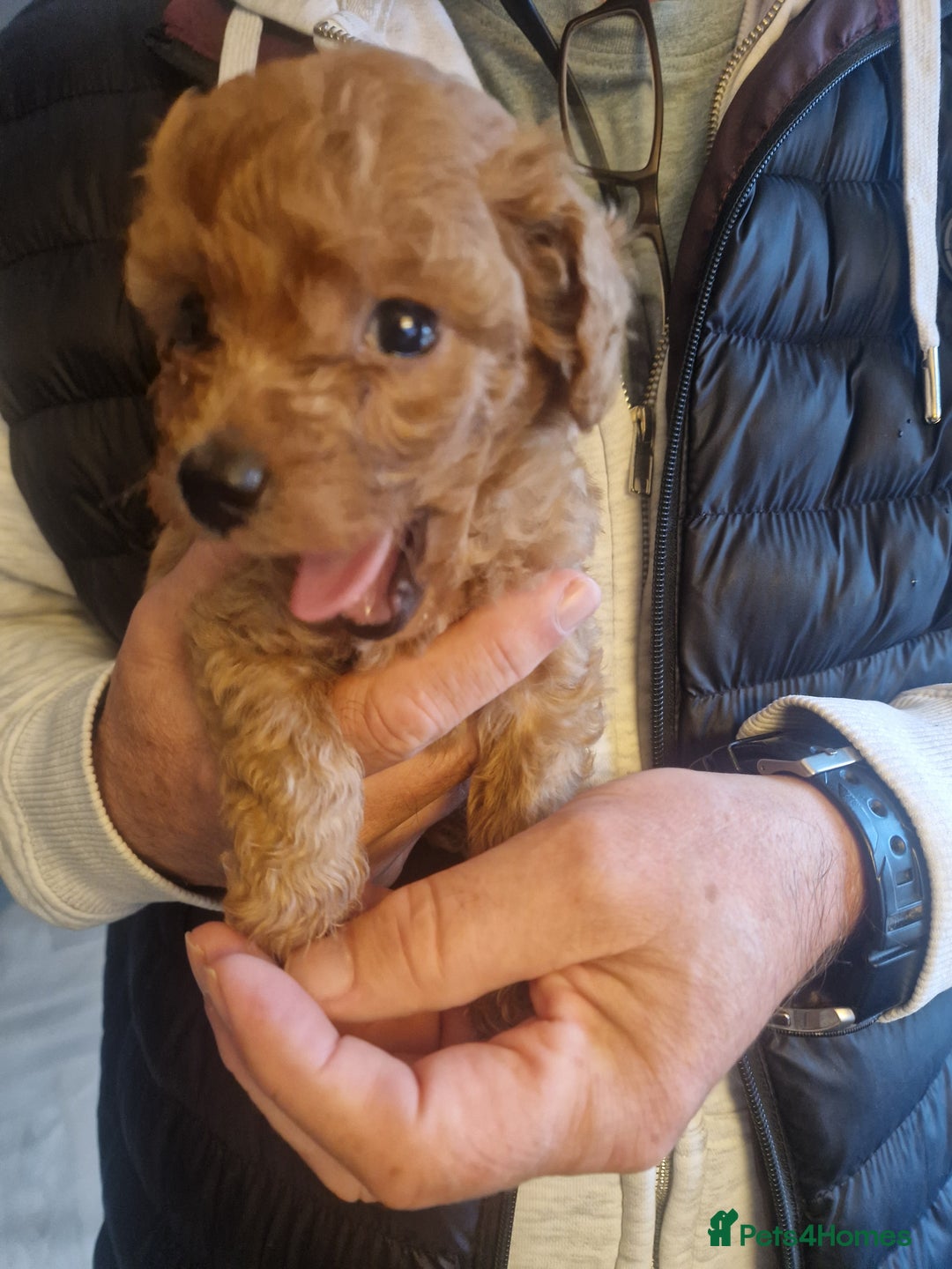 Cavapoochon dogs for sale: Cavapoochon puppies available  - Image 15