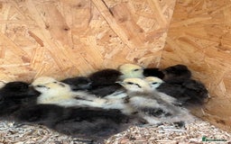 Chickens poultry for sale: Silkies - ducklings - Drakes - Advert 20