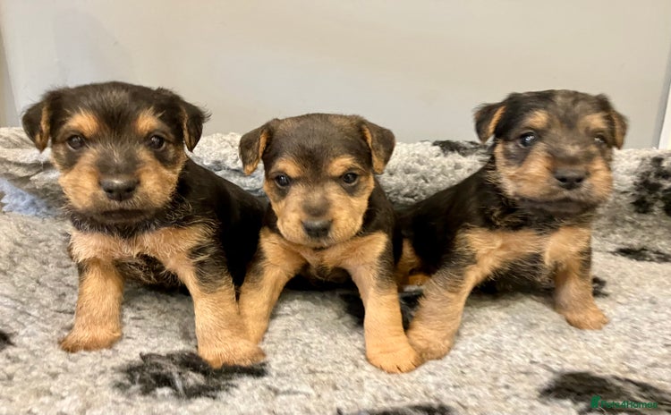 Lakeland Terrier dogs - Advert 1