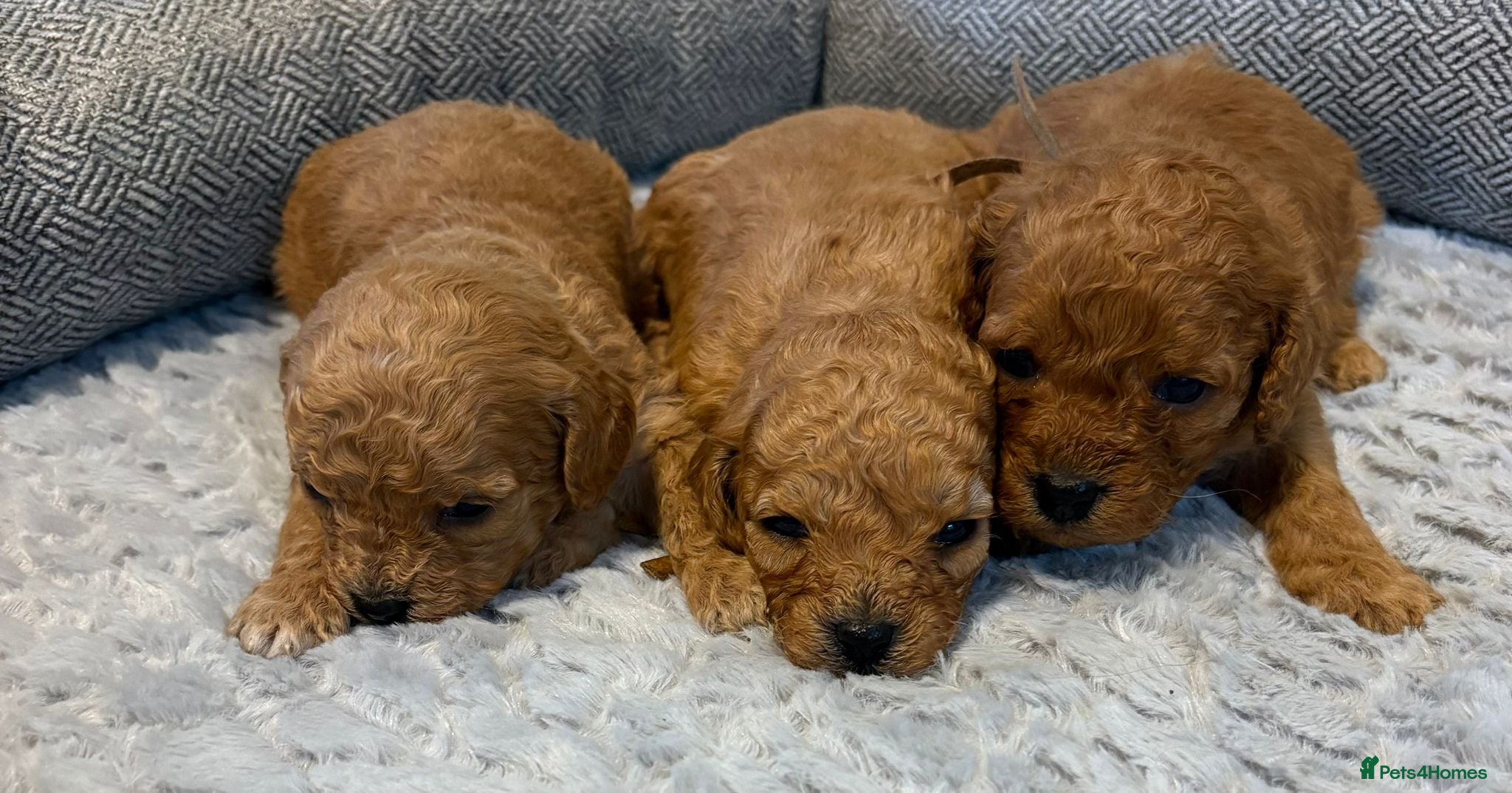 Cavapoo dogs Beautiful f1b puppies  - Advert 2