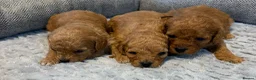 Cavapoo dogs for sale: Beautiful f1b puppies  in Wisbech - Advert 2
