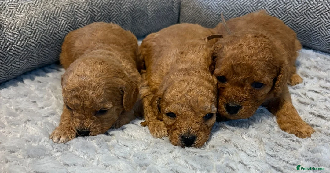 Cavapoo dogs for sale: Beautiful f1b puppies  in Wisbech - Advert 2