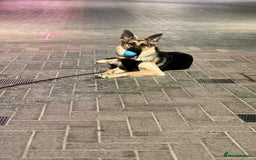 German Shepherd dogs for sale: German shepherd - Image 4