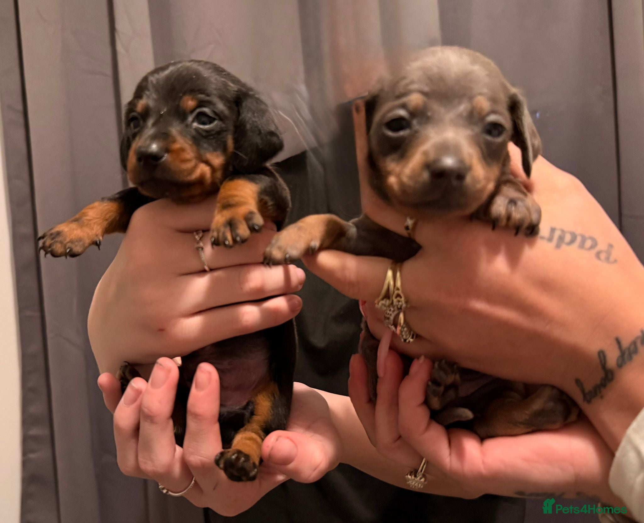 Dachshund dogs Dachshund puppies  - Advert 11