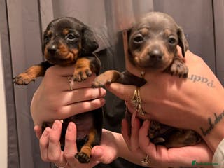 Dachshund dogs Dachshund puppies - Advert 11
