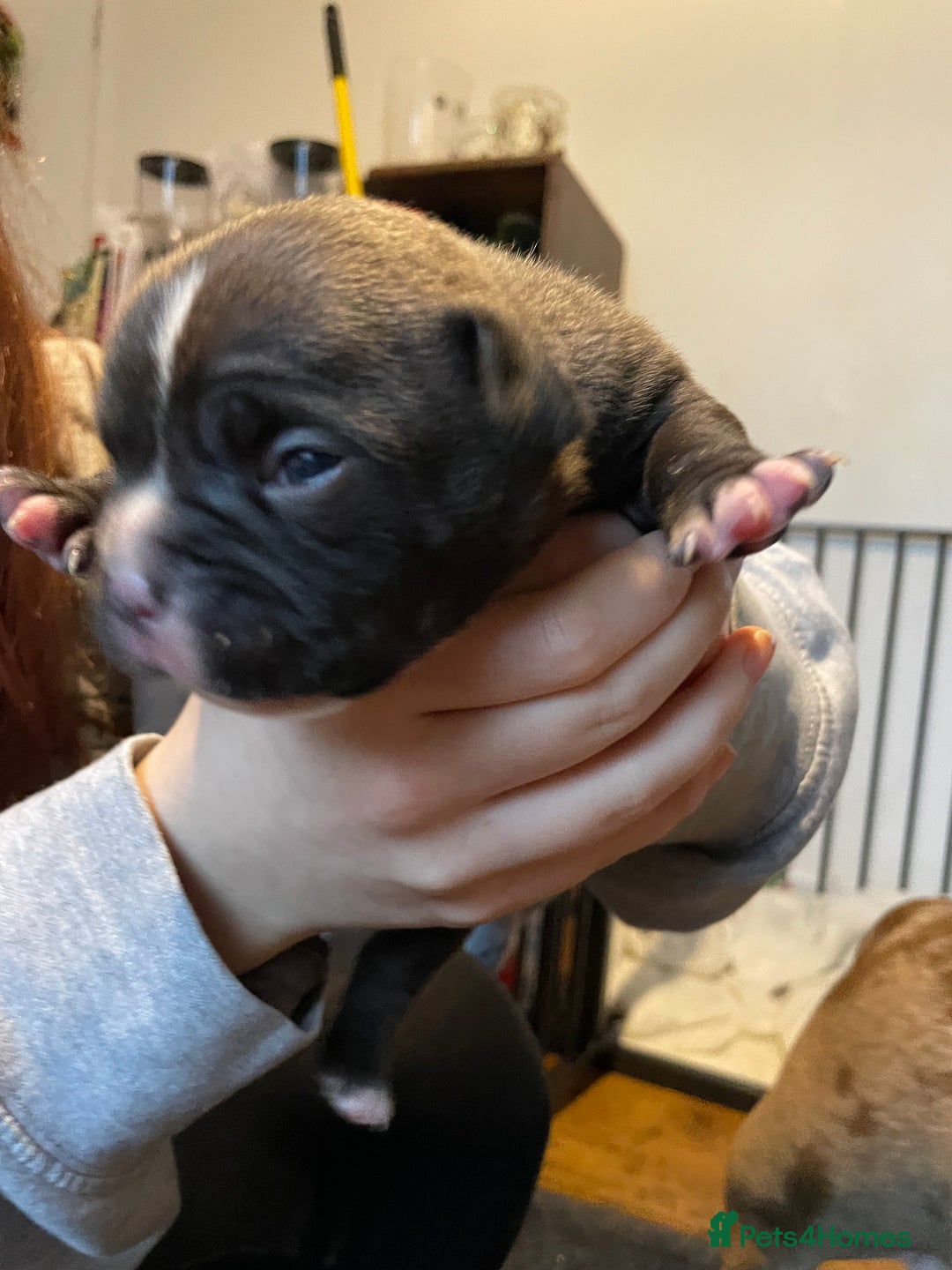 American Bully dogs for sale: American Pocket bully’s puppies  - Advert 25