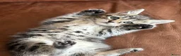 Maine Coon cats for sale: 1/2 Maine Coon Tabby, Grey Tabby and Black Kittens - Advert 14