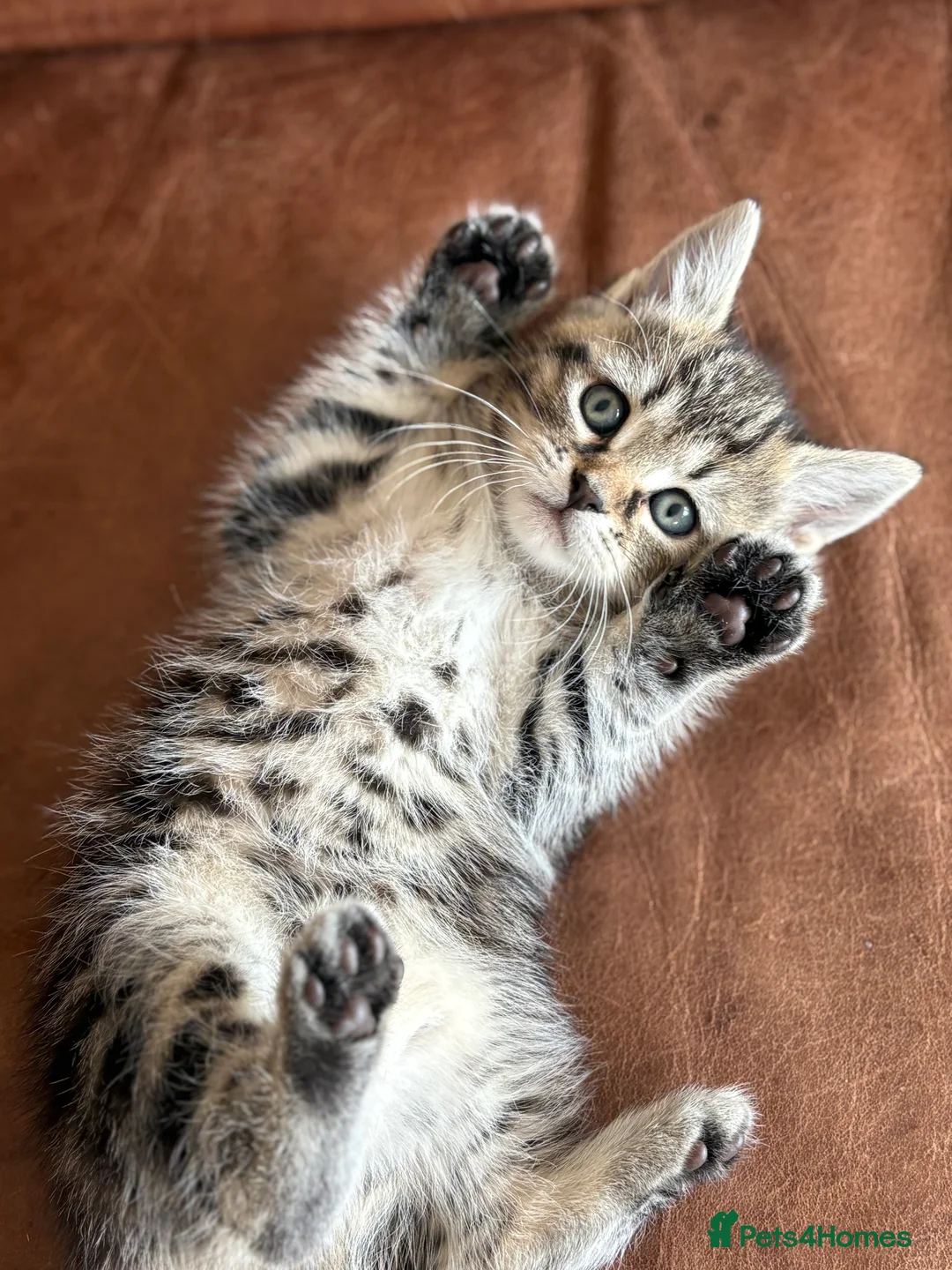 Maine Coon cats for sale: 1/2 Maine Coon Tabby, Grey Tabby and Black Kittens - Advert 14