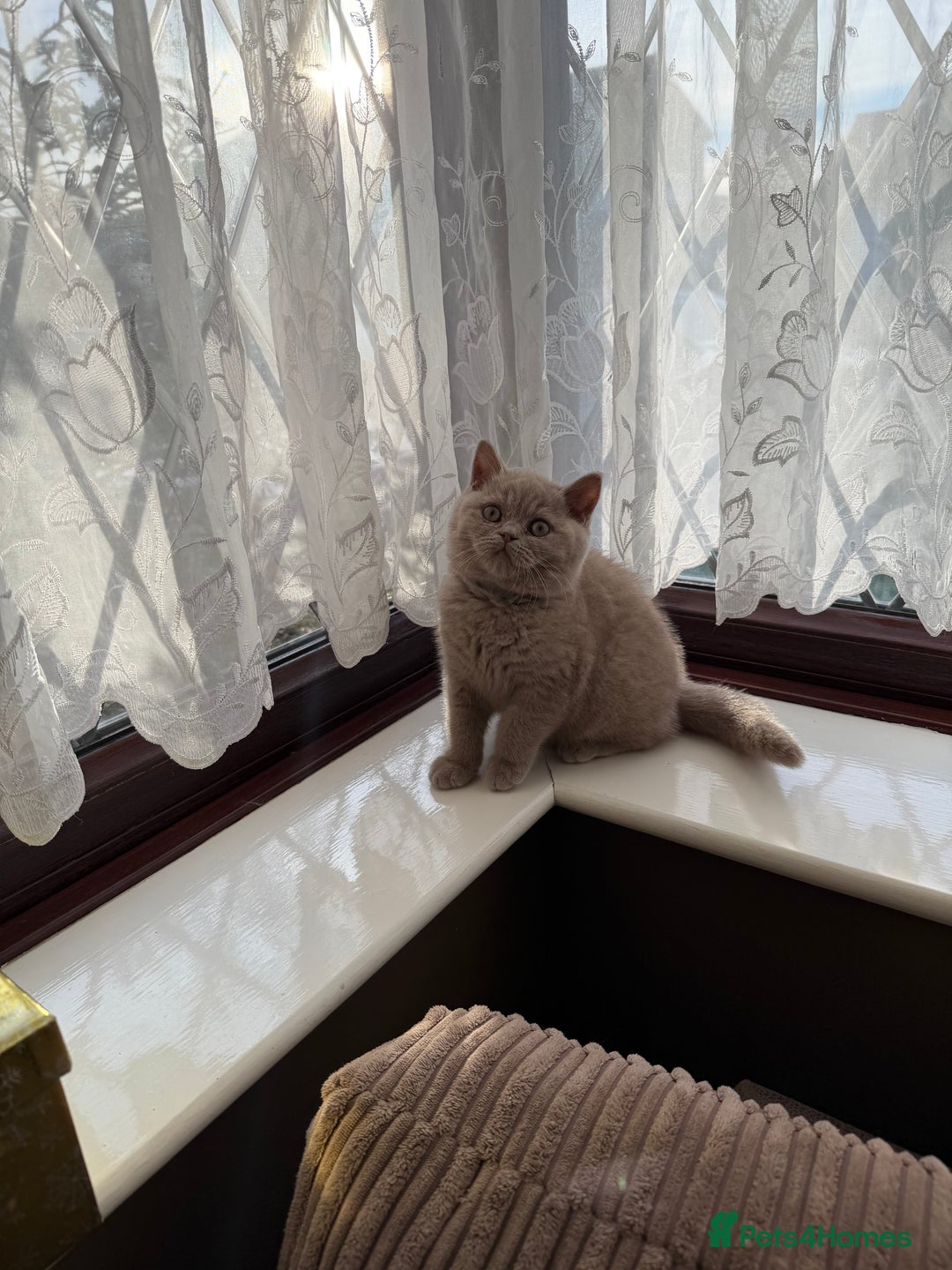 British Shorthair cats for sale: British Shorthair kittens  - Advert 18