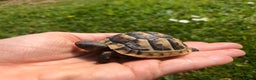Tortoise reptiles for sale: Baby Spur Thigh Tortoises  - Advert 1
