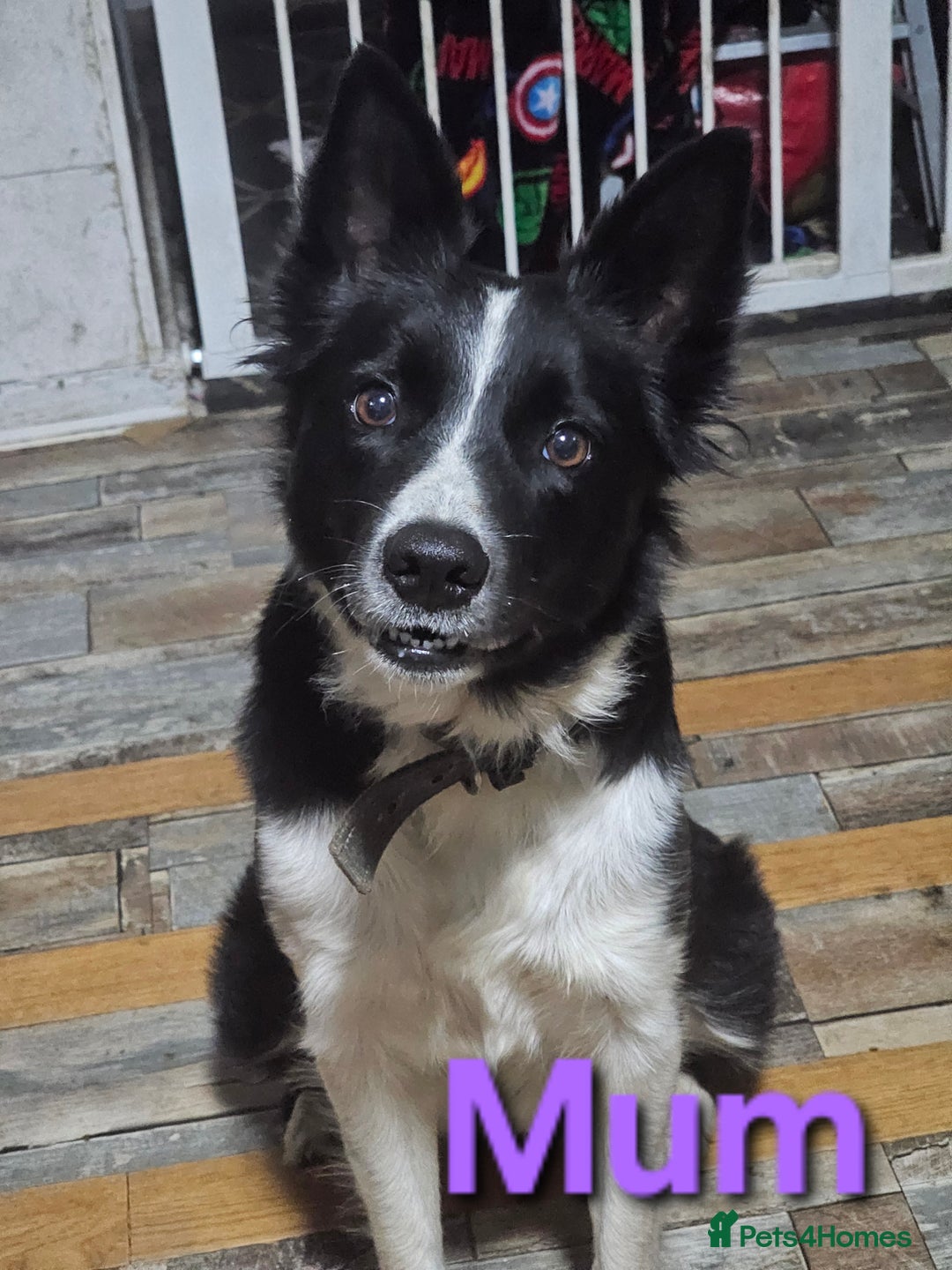 Border Collie dogs for sale: Border Collie Puppies - Image 4