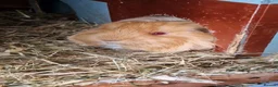 Guinea Pig rodents for sale: Gorgeous Sheltie Guinea Pig  - Advert 2