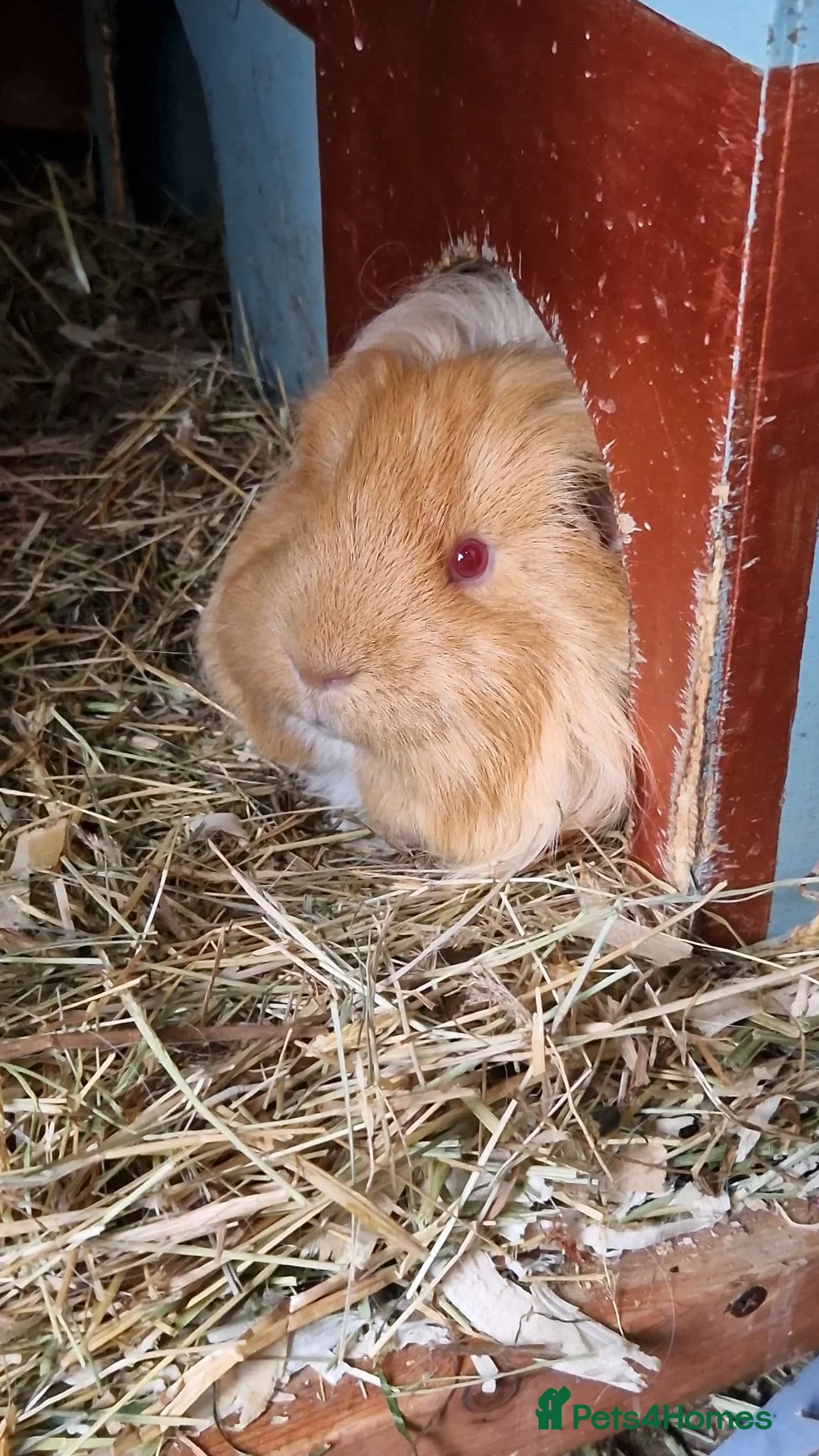 Guinea Pig rodents for sale: Gorgeous Sheltie Guinea Pig  - Advert 2