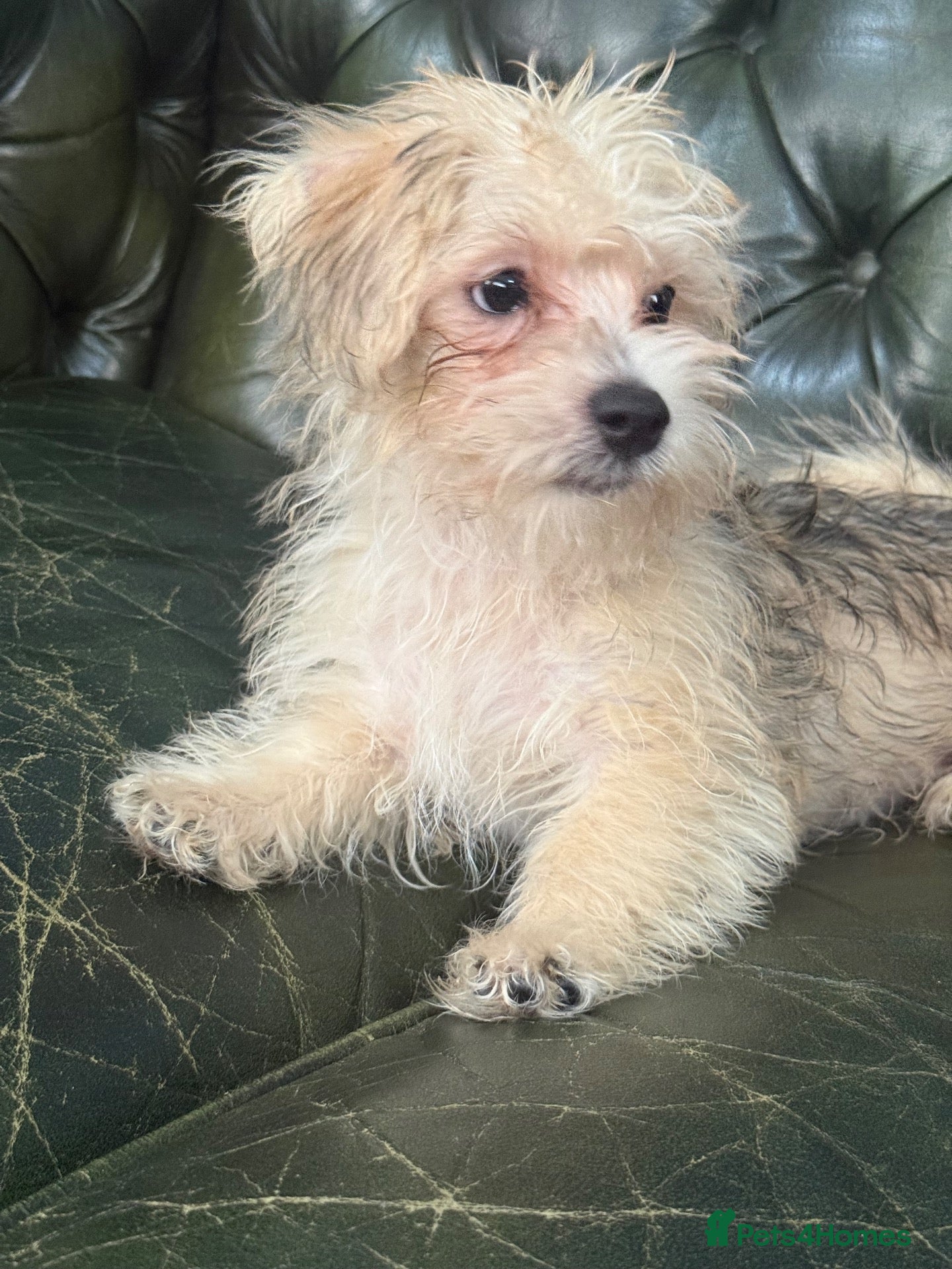 Mixed Breed dogs Maltese x JackChi puppies - ready to go - Advert 15