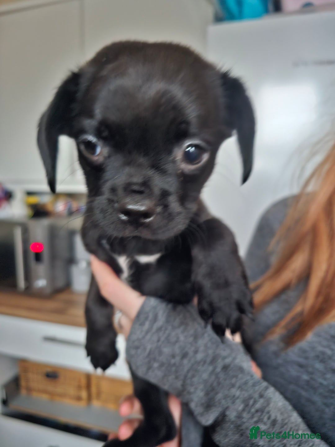 Mixed Breed dogs for sale: Staffy cross puppies  - Advert 9