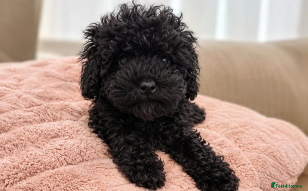Toy Poodle dogs ❤️REDUCED gorgeous little girl❤️ - Advert 12
