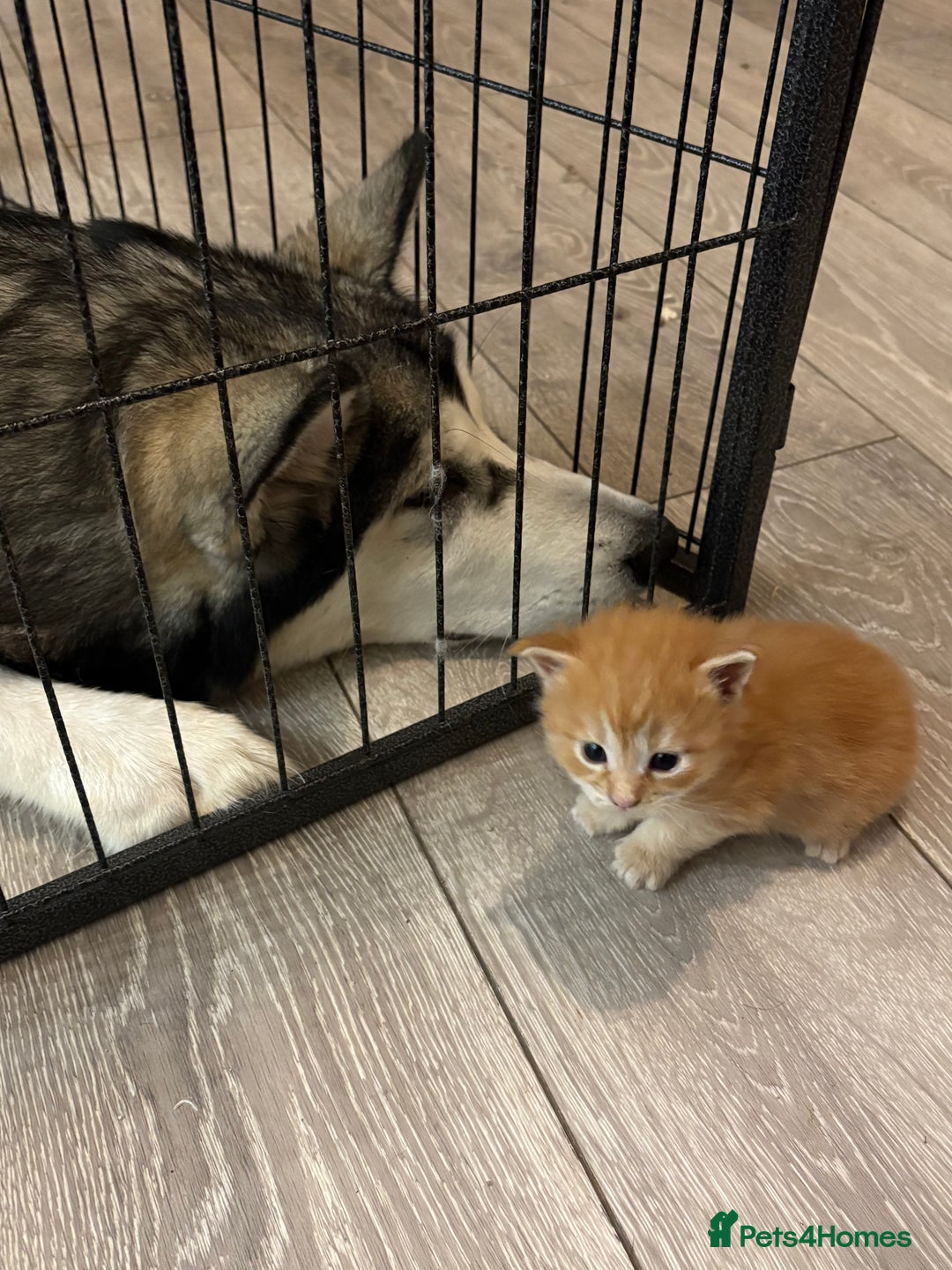 Maine Coon cats for sale: TICA registered Maine coon kittens rare red girl  - Advert 8