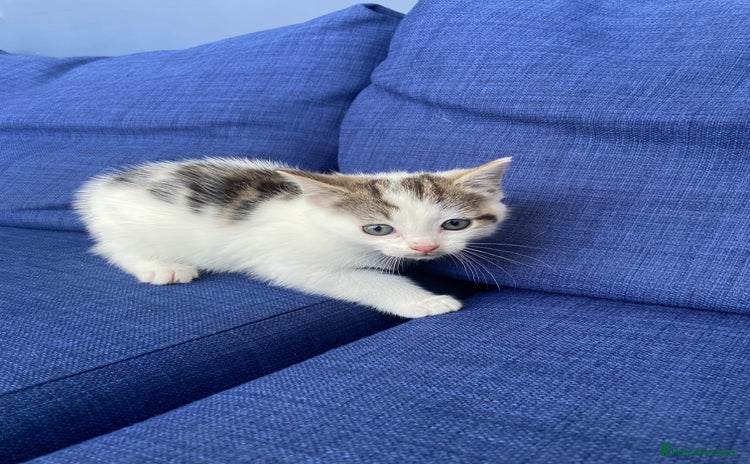 Domestic Shorthair cats - Advert 13