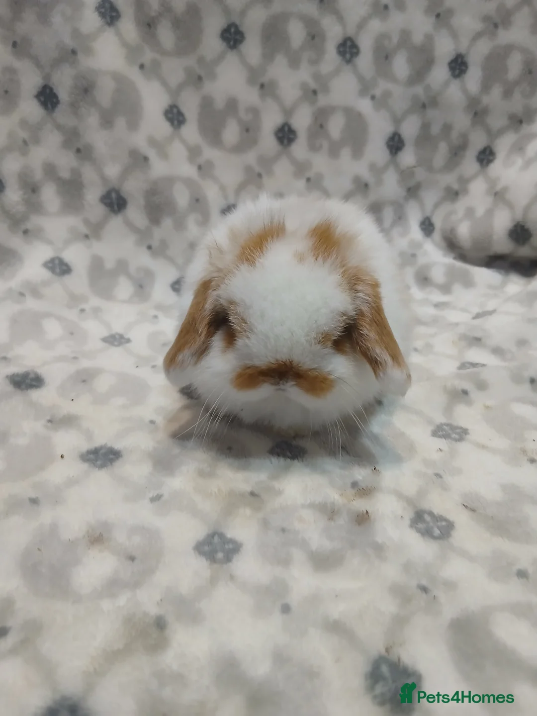 Mini Lop rabbits for sale: Purebred mini lops ready to reserve - Advert 2