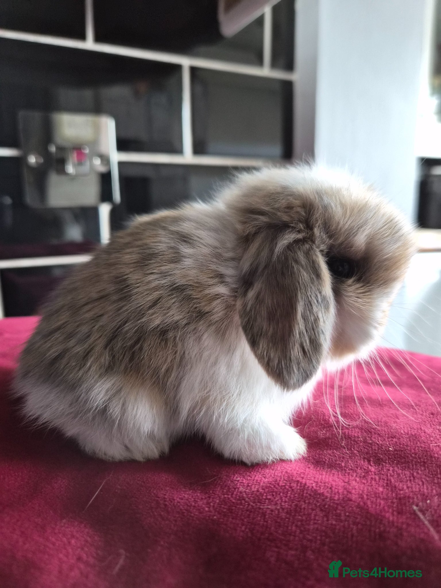Mini Lop rabbits Beautiful Tri Babys available  - Advert 14
