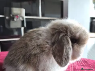 Mini Lop rabbits Beautiful Tri Babys available - Advert 14