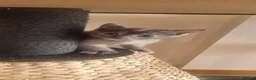 Tonkinese cats for sale: Tonkinese X kittens available - Advert 11