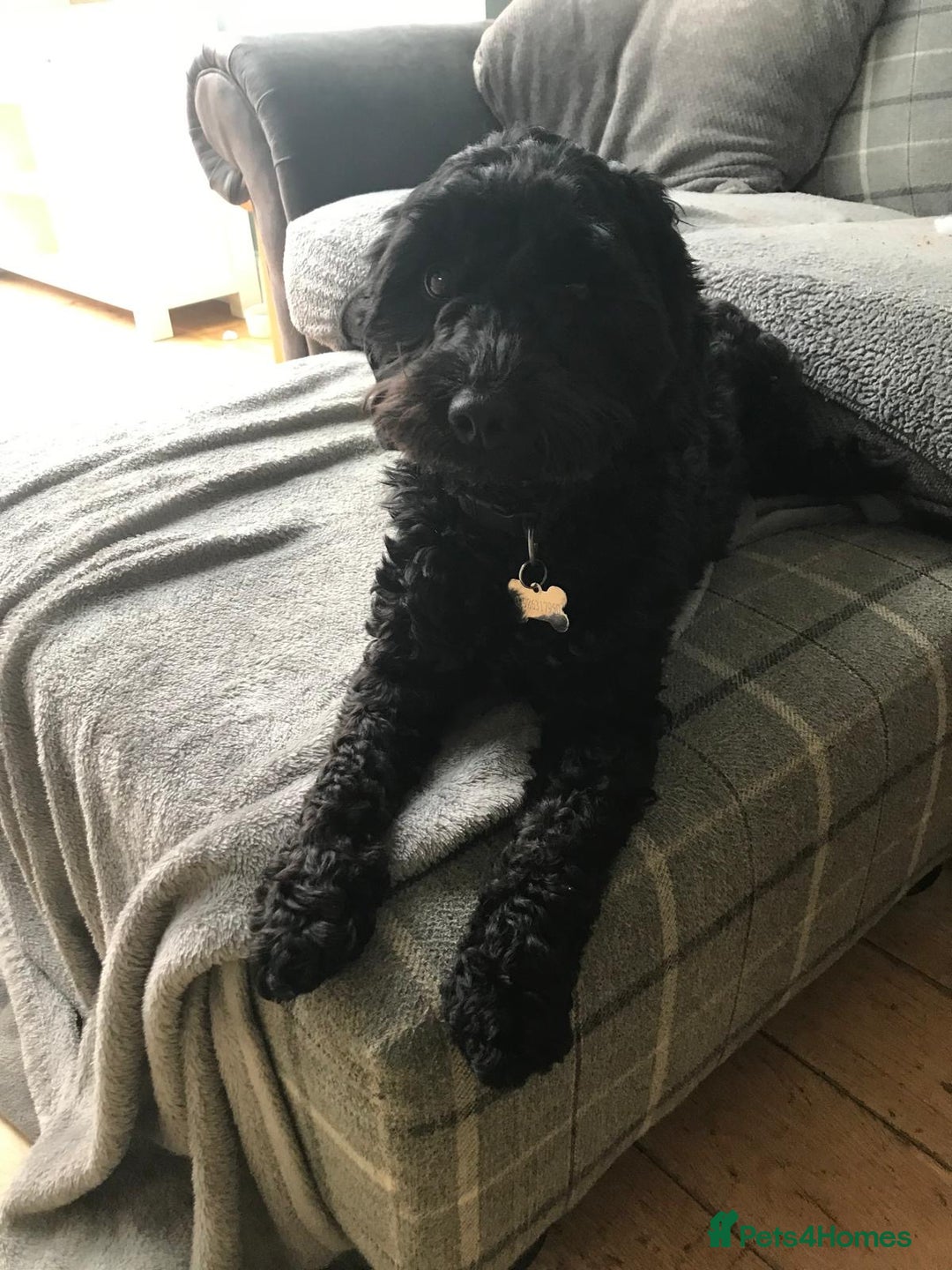 Cockapoo dogs for sale: Lola female cockapoo - Advert 1