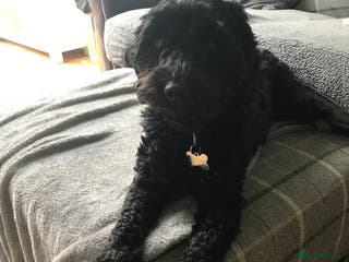 Cockapoo dogs Lola female cockapoo - Advert 1