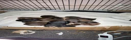 Mixed Breed dogs for sale: Catahoula x  - Advert 20